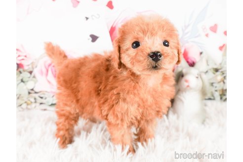 成約済の茨城県のトイプードル-286520の4枚目