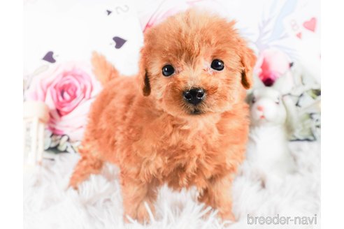 成約済の茨城県のトイプードル-286520の5枚目