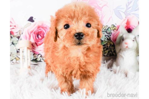 成約済の茨城県のトイプードル-286520