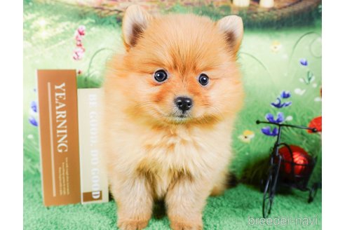 成約済の茨城県のポメラニアン-286521の3枚目