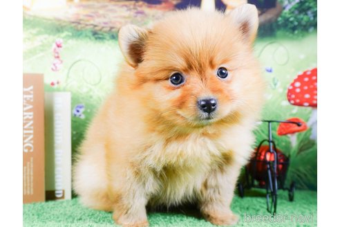 成約済の茨城県のポメラニアン-286521の4枚目