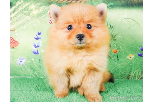 成約済の茨城県のポメラニアン-286521