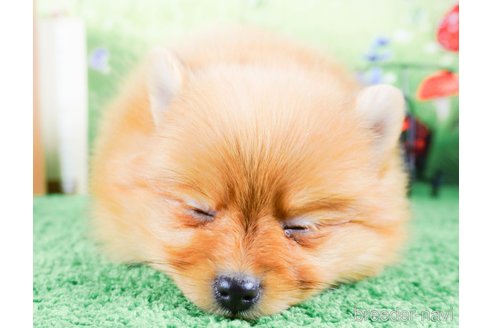 成約済の茨城県のポメラニアン-286521の2枚目