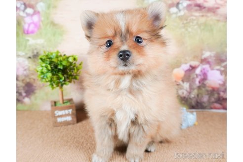 成約済の茨城県のポメラニアン-286522