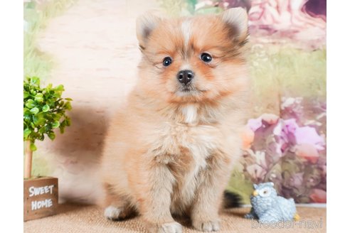 成約済の茨城県のポメラニアン-286522の4枚目