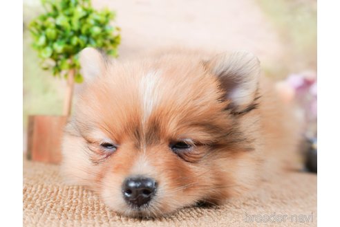 成約済の茨城県のポメラニアン-286522の5枚目