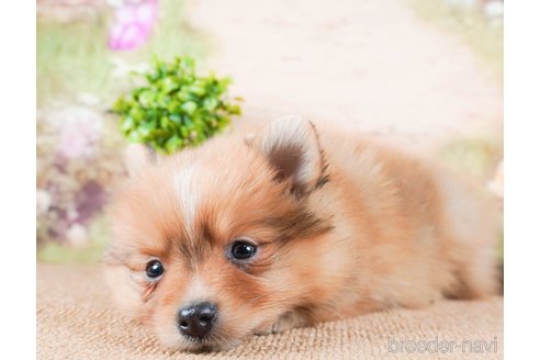 成約済の茨城県のポメラニアン-286522の2枚目