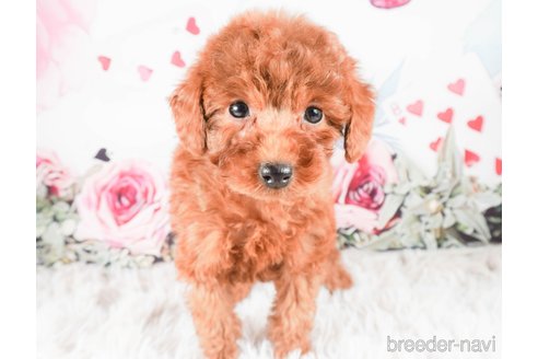 成約済の茨城県のトイプードル-286524の2枚目