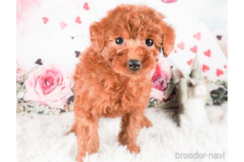 成約済の茨城県のトイプードル-286524の4枚目