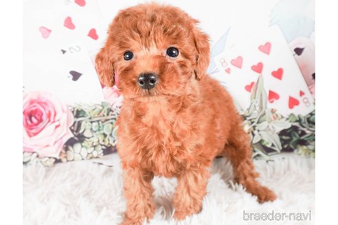 成約済の茨城県のトイプードル-286524の3枚目