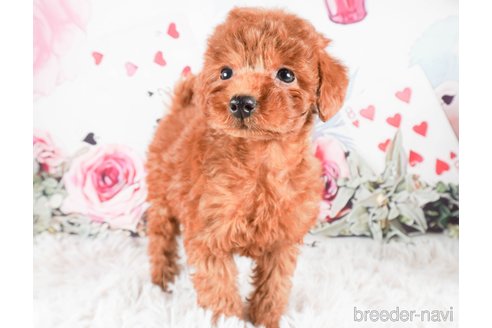 成約済の茨城県のトイプードル-286524の5枚目