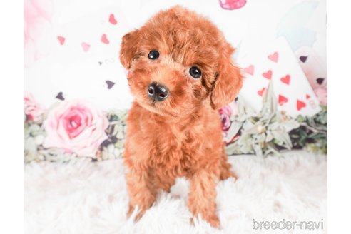 成約済の茨城県のトイプードル-286524