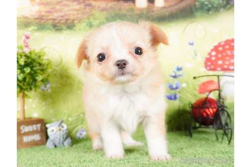 成約済の茨城県のチワワ(ロングコート)-286527