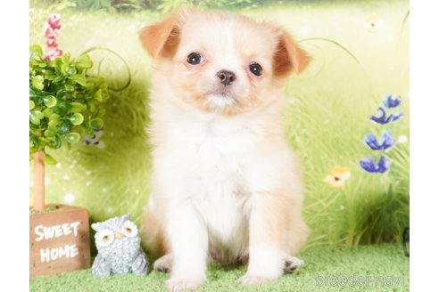 成約済の茨城県のチワワ(ロングコート)-286527の2枚目