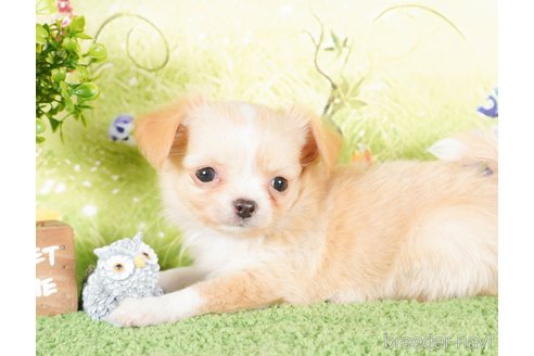 成約済の茨城県のチワワ(ロングコート)-286527の3枚目