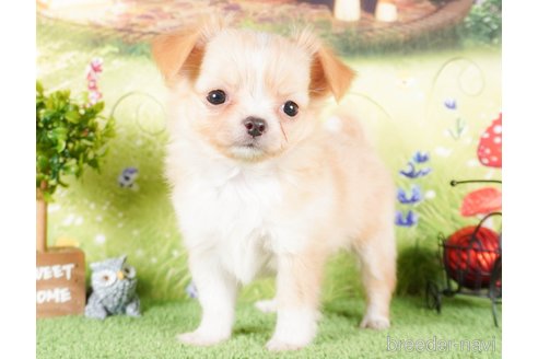 成約済の茨城県のチワワ(ロングコート)-286527の4枚目