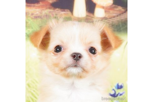 成約済の茨城県のチワワ(ロングコート)-286527の5枚目