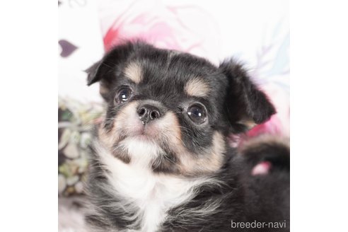 成約済の茨城県のチワワ(ロングコート)-286533の3枚目