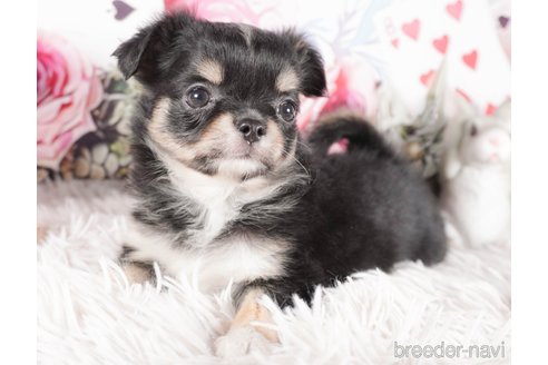 成約済の茨城県のチワワ(ロングコート)-286533の4枚目