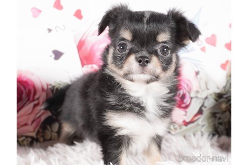 成約済の茨城県のチワワ(ロングコート)-286533の5枚目