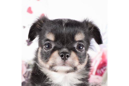 成約済の茨城県のチワワ(ロングコート)-286533の1枚目