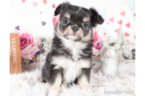 成約済の茨城県のチワワ(ロングコート)-286533の2枚目