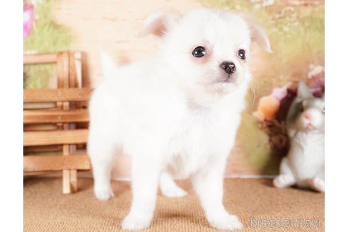 成約済の茨城県のチワワ(ロングコート)-286537の4枚目