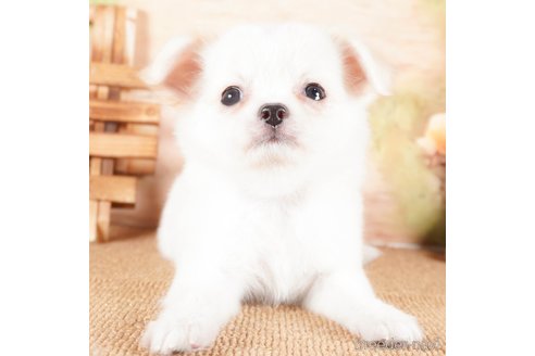 成約済の茨城県のチワワ(ロングコート)-286537の3枚目