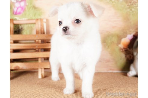 成約済の茨城県のチワワ(ロングコート)-286537の5枚目