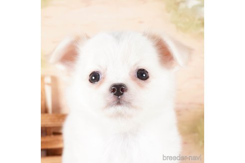 成約済の茨城県のチワワ(ロングコート)-286537の1枚目