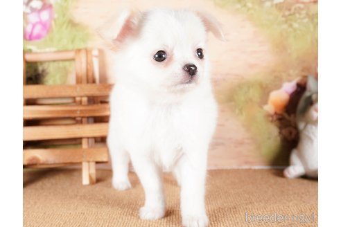 成約済の茨城県のチワワ(ロングコート)-286537の2枚目