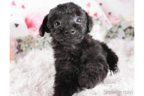 成約済の茨城県のトイプードル-286540の1枚目