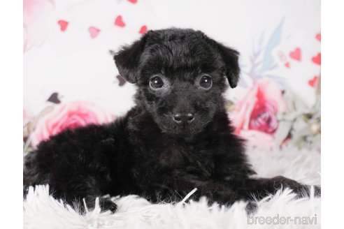 成約済の茨城県のトイプードル-286540の3枚目