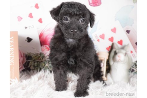 成約済の茨城県のトイプードル-286540の4枚目