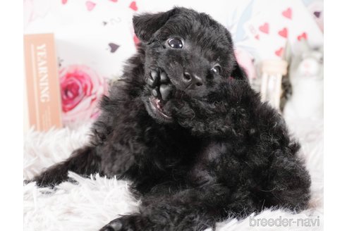 成約済の茨城県のトイプードル-286540の5枚目