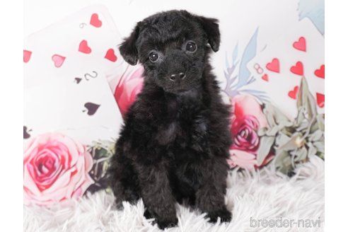 成約済の茨城県のトイプードル-286540の2枚目