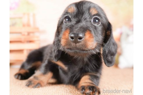 成約済の茨城県のミニチュアダックスフンド(ロングヘアード)-286547の1枚目