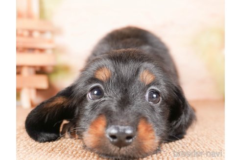 成約済の茨城県のミニチュアダックスフンド(ロングヘアード)-286547の5枚目