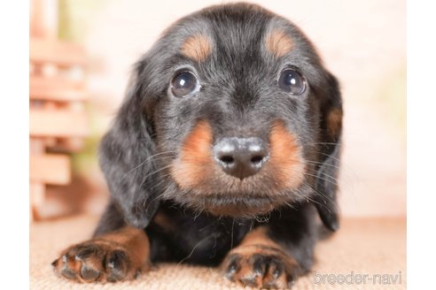 成約済の茨城県のミニチュアダックスフンド(ロングヘアード)-286547の6枚目