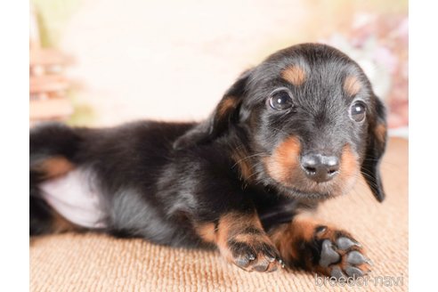 成約済の茨城県のミニチュアダックスフンド(ロングヘアード)-286547の2枚目