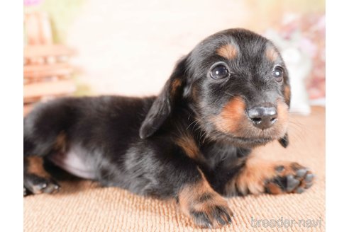 成約済の茨城県のミニチュアダックスフンド(ロングヘアード)-286547の3枚目