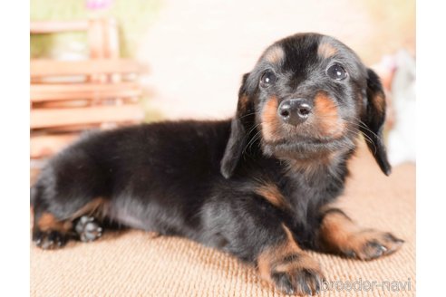成約済の茨城県のミニチュアダックスフンド(ロングヘアード)-286547の4枚目