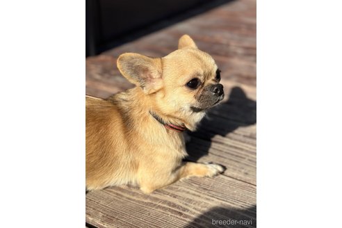 成約済の山口県のミックス犬-263137の6枚目