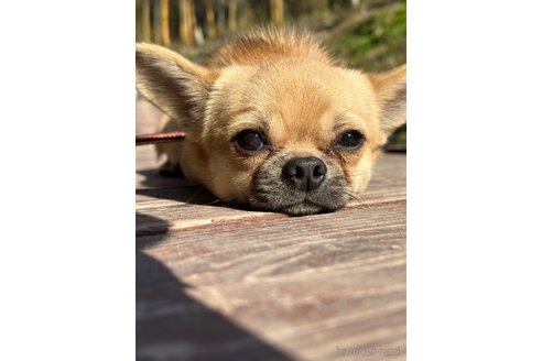 成約済の山口県のミックス犬-263137の7枚目