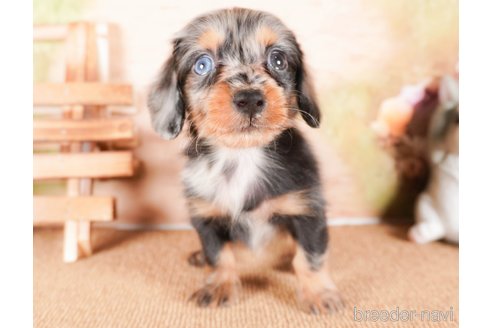 成約済の茨城県のミニチュアダックスフンド(ロングヘアード)-286550の1枚目
