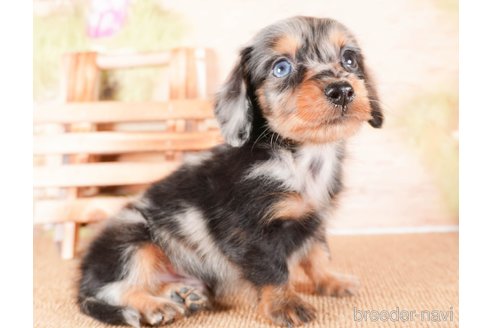 成約済の茨城県のミニチュアダックスフンド(ロングヘアード)-286550の5枚目