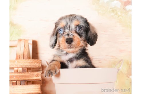 成約済の茨城県のミニチュアダックスフンド(ロングヘアード)-286550の2枚目