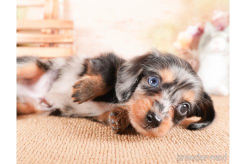 成約済の茨城県のミニチュアダックスフンド(ロングヘアード)-286550の4枚目