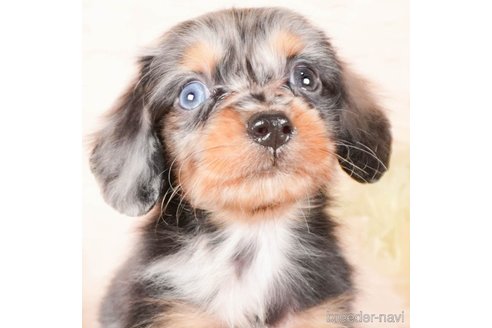 成約済の茨城県のミニチュアダックスフンド(ロングヘアード)-286550の3枚目