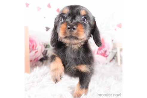 成約済の茨城県のミニチュアダックスフンド(ロングヘアード)-286553の5枚目